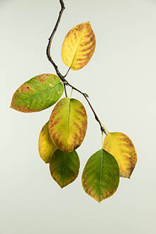 Autumn Leaf Portrait by Garry McMichael