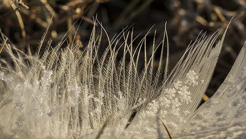 Macro of Swan Feather by Garry McMichael