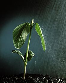 Soybean seedling in the rain