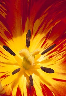 Tulip Detail by garry McMichael